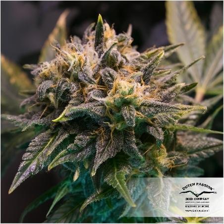 Strawberry Cough - Dutch Passion Seeds