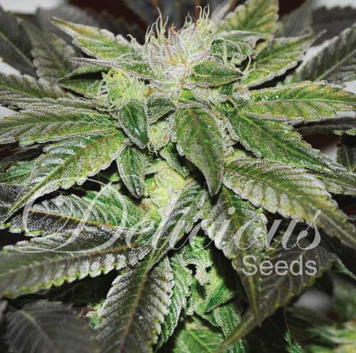 Sugar Cannabis Seeds by