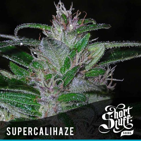 Super Cali-Haze - Short Stuff Seeds