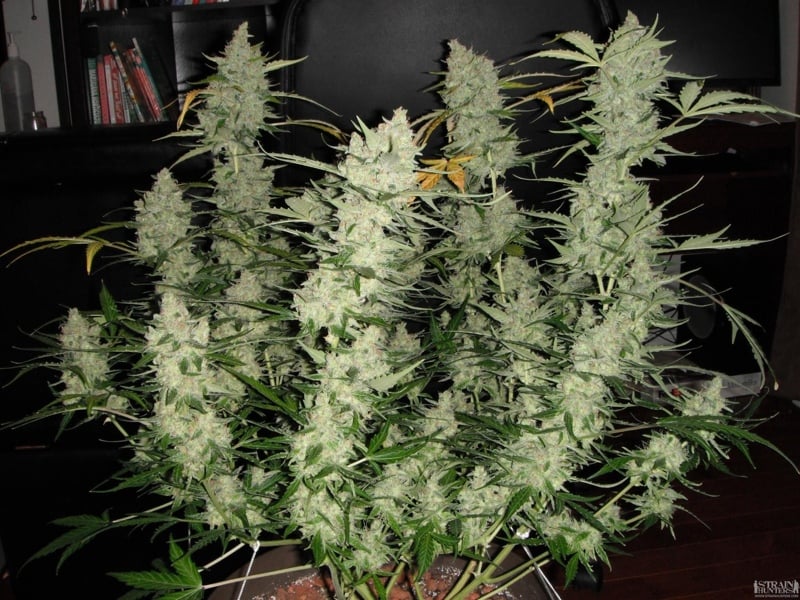 Super Kusher Auto feminized marijuana seeds Fatty Seeds