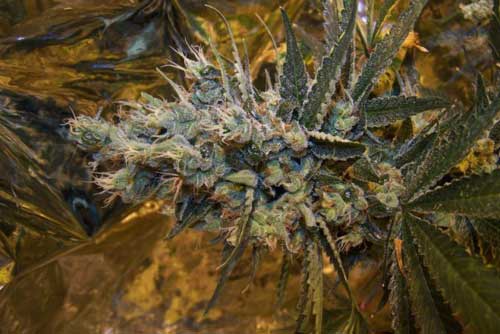 Super Silver Sour Diesel Haze By Connoisseur Genetics From Seed City