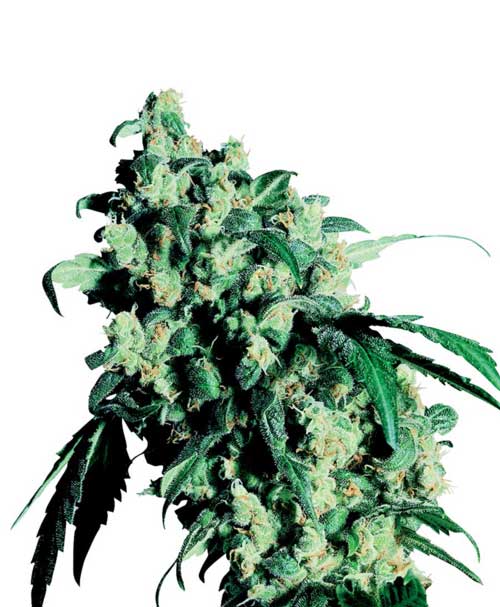Buy G13 Labs Skunk #1 Feminized Seeds by G13 Labs