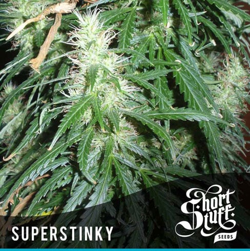 Super Stinky - Short Stuff Seeds