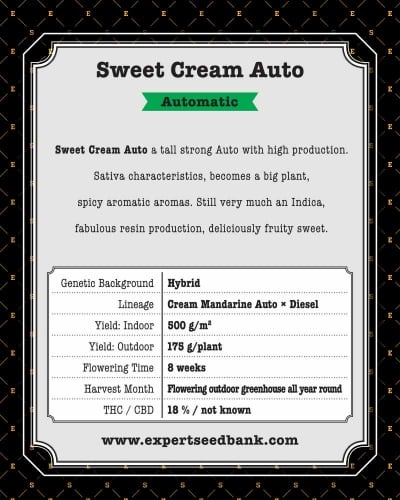 Sweet Cream Auto - Expert Seeds