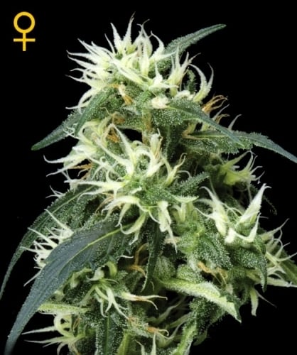 SALE - Sweet Mango Autoflowering - Green House Seeds - Cannabis Seed Sale Items