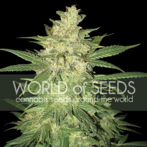 Gold Ryder colombiano - World of Seeds