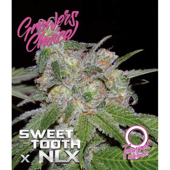 Sweet Tooth x NLX Auto Cannabis Seeds