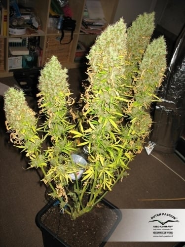 Ultimate by Dutch Passion Seeds from