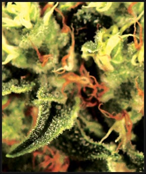 Il dottore - Green House Seeds