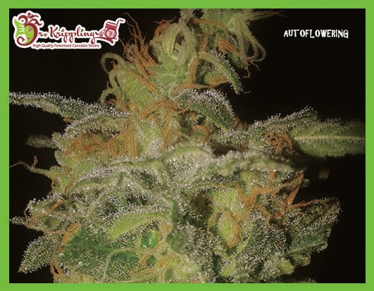 The Incredible Bulk Auto Cannabis Seeds by Dr Krippling Seeds