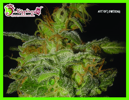 The Incredible Bulk Auto Cannabis Seeds by Dr Krippling Seeds