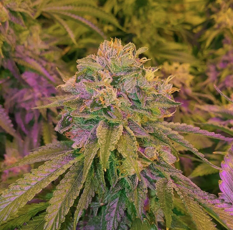 Tora Bora Cookies Cannabis Seeds