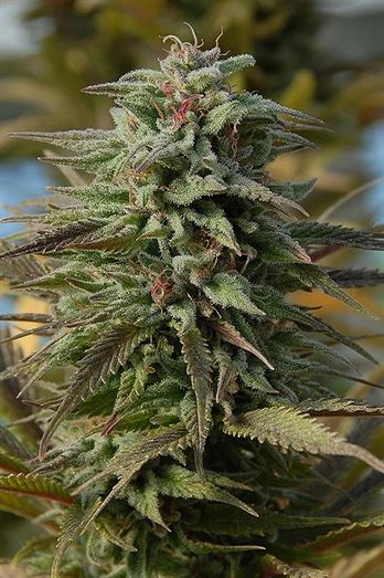 Trippy Gorilla Auto Cannabis Seeds