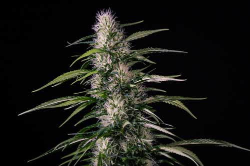 Txaki (TX-1) - Medical Marijuana Genetics