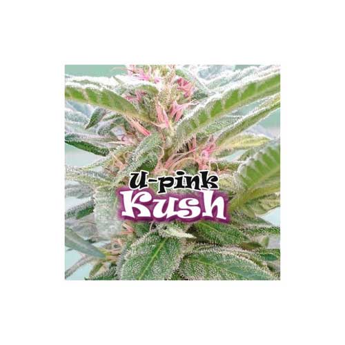 U-Pink Kush  -  Dr Underground