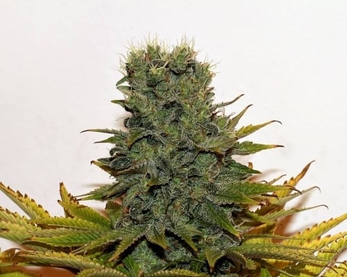 White Widow by Seedsman Seeds from Seed City