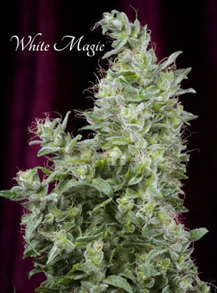 Hvid magi - Mandala Seeds