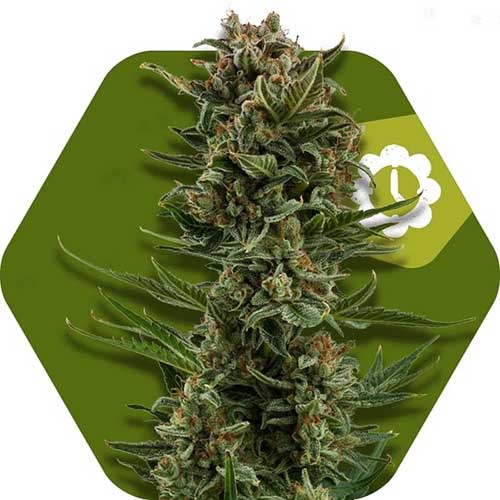White Widow XL Auto Cannabis Seeds