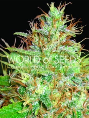 Afghanske kush x skunk - World of Seeds