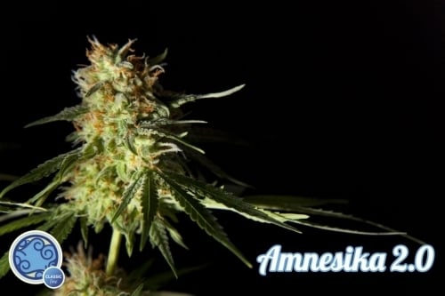 Amnesika 2.0 - Philosopher Seeds