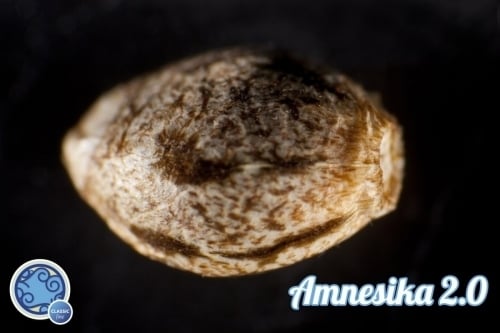 Amnesika 2.0 - Philosopher Seeds