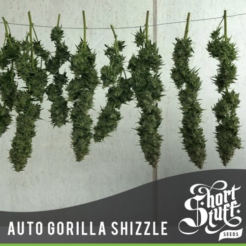 Auto Gorilla Shizzle - Short Stuff Seeds