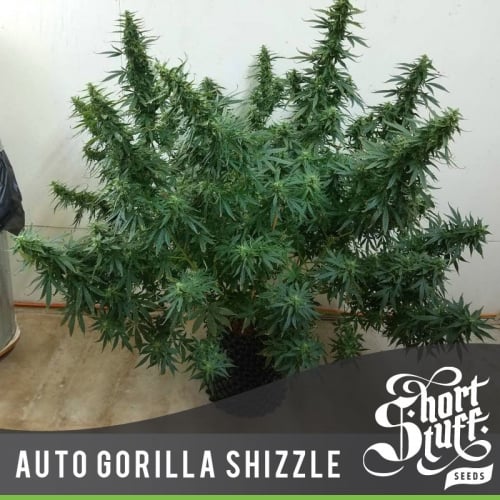Auto Gorilla Shizzle - Short Stuff Seeds