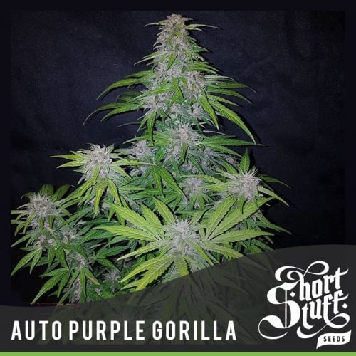 Auto Purple Gorilla - Short Stuff Seeds