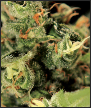 Big Bang Auto feminized seeds by Green House Seeds - Herbies