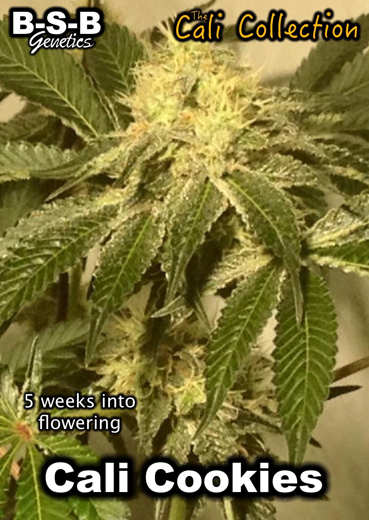 SALE - Cali Cookies - BSB Genetics - Cannabis Seed Sale Items