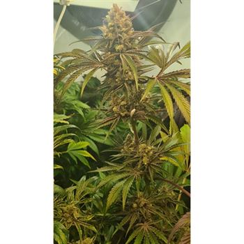 Candy Lime - Zmoothiez Seeds