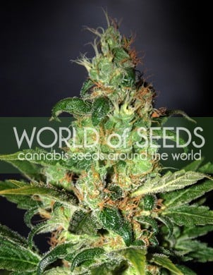 SALE - Chronic Haze - World of Seeds - World of Seeds
