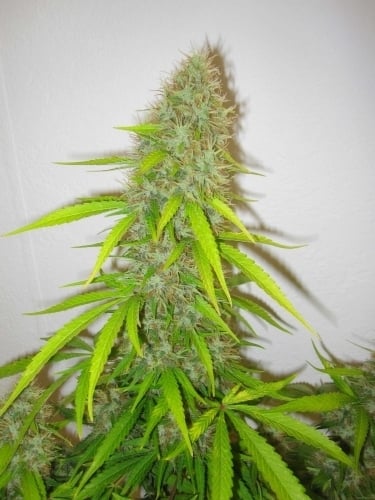 Critical Jack Herer - Delicious Seeds