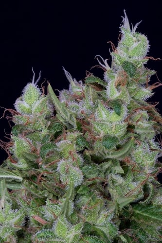 Don takknemlig Chemdawg - Don Avalanche Seeds
