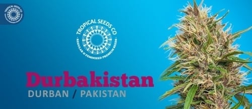 杜尔巴基斯坦 -  Tropical Seeds