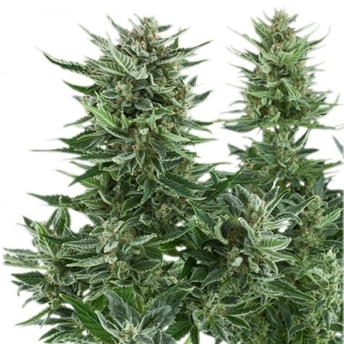 Easy Bud - Royal Queen Seeds