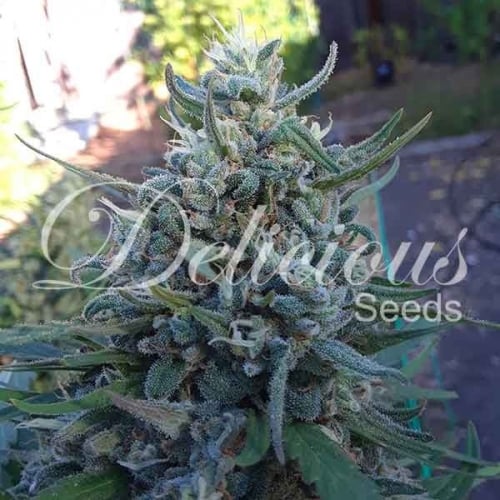 Eleven Roses - Delicious Seeds