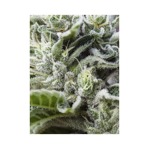 Gorilla Candy Cannabis Seeds by Eva Seeds