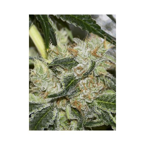 SALE - Gorilla Candy - EVA Seeds - Cannabis Seed Sale Items