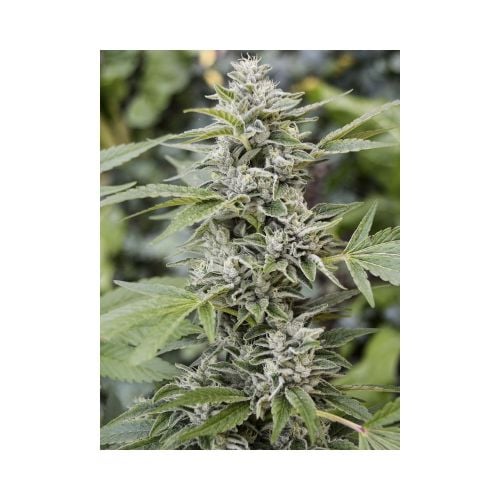 Gorilla Candy Cannabis Seeds by Eva Seeds