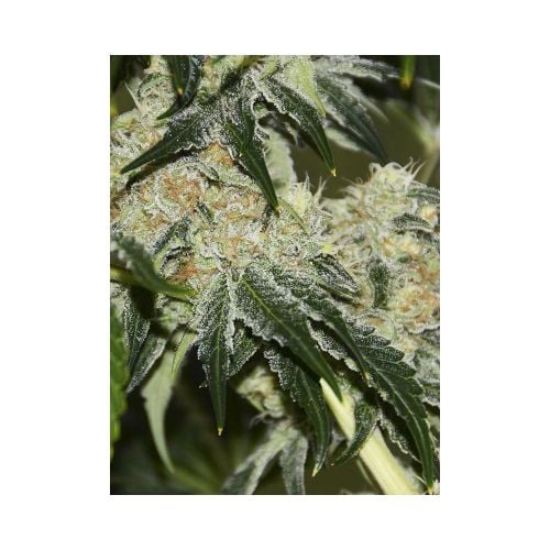 Gorilla Candy Cannabis Seeds by Eva Seeds