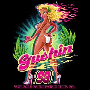 Gushin' 98 - Cali Connection Seeds