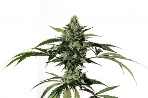 Hiydrow (HY-1) - Medical Marijuana Genetics