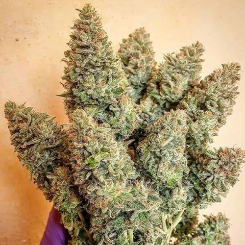 Señor Kush - Delicious Seeds