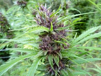 Chanvre Maître (MH-1) - Medical Marijuana Genetics