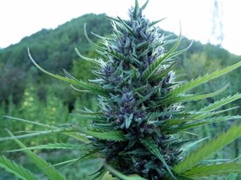 大麻大師（MH-1） -  Medical Marijuana Genetics