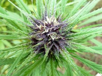 Master Hemp (MH-1) - Medical Marijuana Genetics