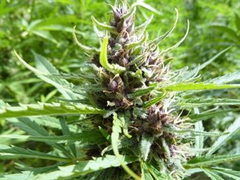 Master Hemp (MH-1) - Medical Marijuana Genetics