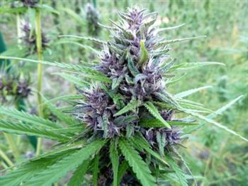 Meisterhanf (MH-1) - Medical Marijuana Genetics