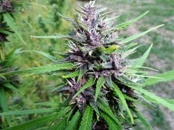 Master Kenevir (MH-1) - Medical Marijuana Genetics